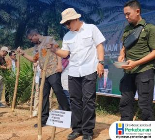 Kementan Tanam Perdana Padi Gogo di Lahan Peremajaan Sawit di Batu Bara