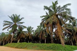 Dongkrak Ekonomi Petani Sawit Kecil, PSR Sudah Tepat Bagian PSN