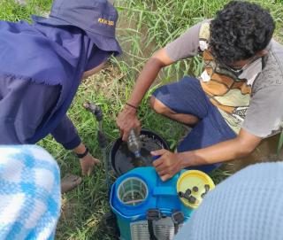 Petani Sawit Sumbersari Diajak Genjot Produksi dan Atasi Hama Kumbang Tanduk dengan Bahan Alami