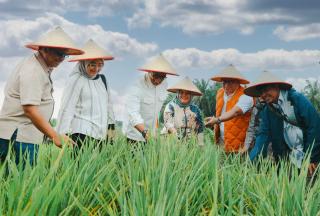 Areal PSR PTPN IV Regional III di Siak Diproyeksikan Hasilkan 50 Ton Gabah