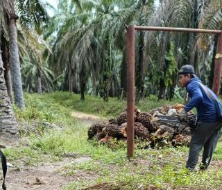 Harga TBS Naik, Produksi Sawit di Jambi Malah Anjlok