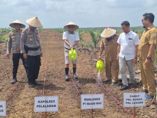 Musim Mas Ikut Dukung Program Tumpang Sari Jagung di Lahan Sawit