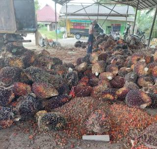 Begini Kondisi Harga TBS Sawit Mitra Swadaya Riau Pekan ini
