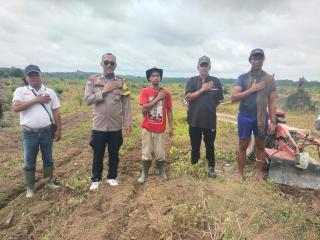 Lahan Sawit PT GM Mulai Digemburkan, Siap untuk Tumpang Sari Jagung 