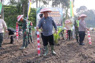 Lebih 100 Hektar Lahan Peremajaan Sawit di Aceh Tamiang Ditanami Padi Gogo