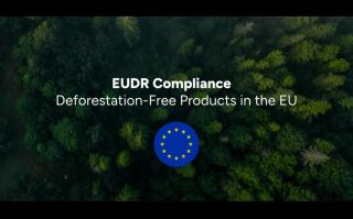 EUDR Ditangguhkan Setahun, tapi Indonesia Masih Keberatan karena 4 Hal ini