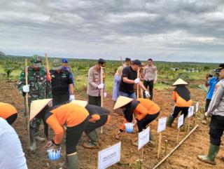Diremajakan, Lahan Plasma Sawit di Mesuji Raya Ditanami Jagung