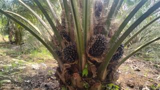 Trek, Sudah Tiga Bulan Produksi Sawit di Melawi Turun 25%