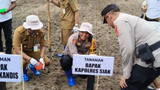 Lahan Perusahaan Sawit di Kandis Ditanami Ribuan Bibit Jagung Pipil