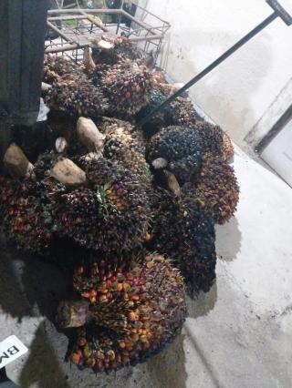 Motor Revo Terbakar, Dua Ninja Sawit Diserahkan ke Polsek Singingi 