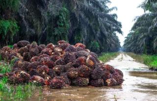 Naik, Harga TBS Sawit di Sumut Jadi Rp 3.642,02/Kg