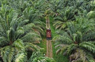 22 Perusahaan di Aceh Dapat PROPER Merah, Didominasi Korporasi Sawit