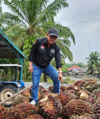 Makin Berkibar, Harga TBS Sawit Sumbar Tembus Rp 3.708,45/Kg