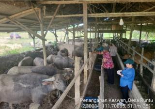 Dukung Integrasi Kerbau dan Sawit, Distan Kobar Cek Kesehatan Ternak