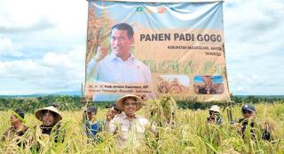 Hasil Nyata! Tanam Padi Gogo di Lahan Sawit, Petani Panen 4,2 Ton/Ha
