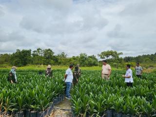 Pastikan Stok dan Kualitas, Produsen Bibit Sawit di Kalteng Terus Diawasi