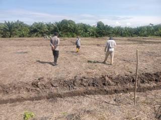 Perkembangan Pertumbuhan Jagung di Lahan Sawit di Riak Siabun Terus Dipantau