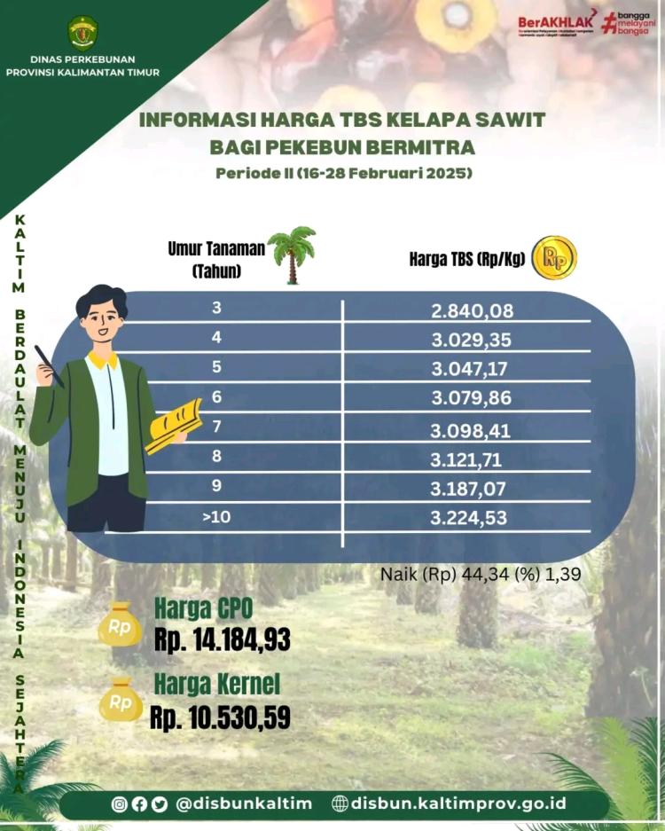 Mantap Lur! Harga TBS Kaltim Periode II Februari Naik Rp 45,51