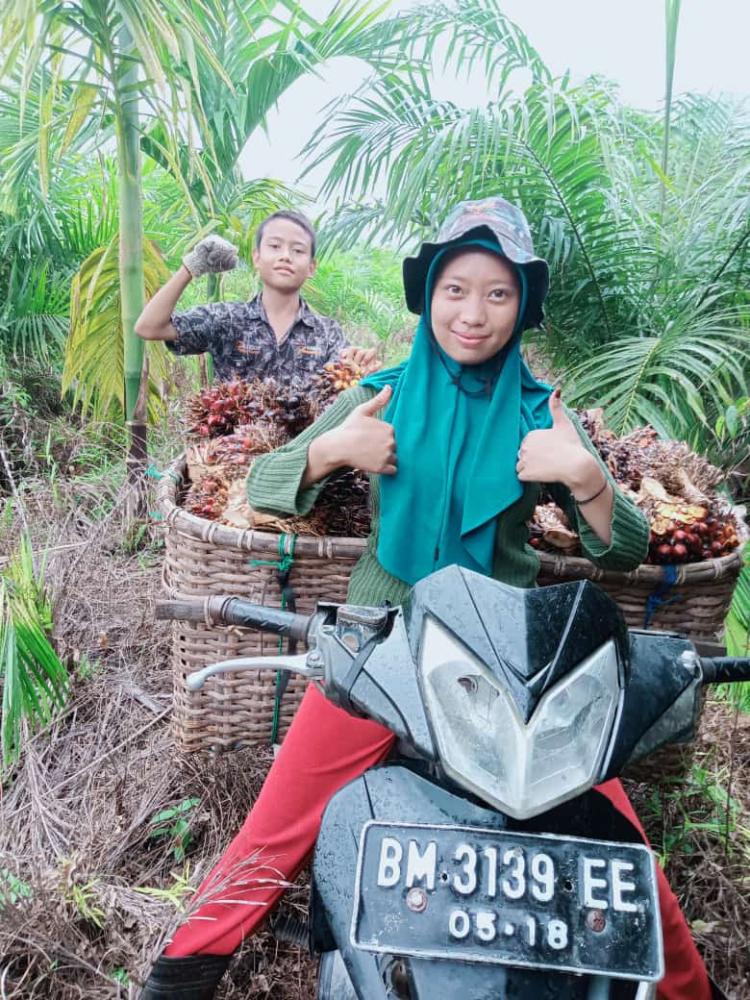 Petani Sumringah, Harga TBS Sawit Plasma di Riau Naik Lagi