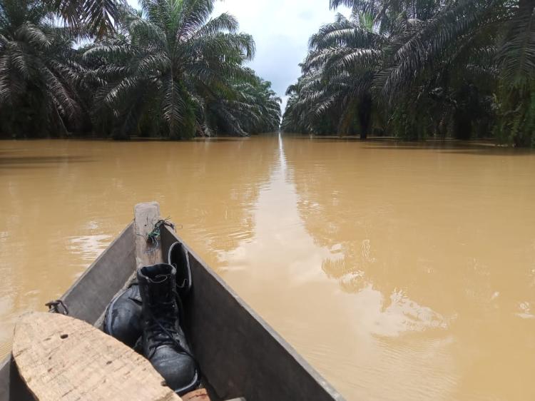 Hampir Sepekan 500 Hektar Kebun Sawit Koppsa-M Terendam