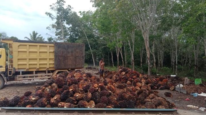 Waduh, Harga TBS Sawit di Sumut Turun Lagi