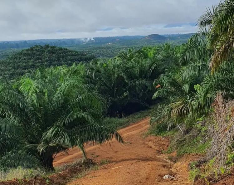 Pengawasan Terhadap Pabrik Sawit di Berau Diminta Ditingkatkan