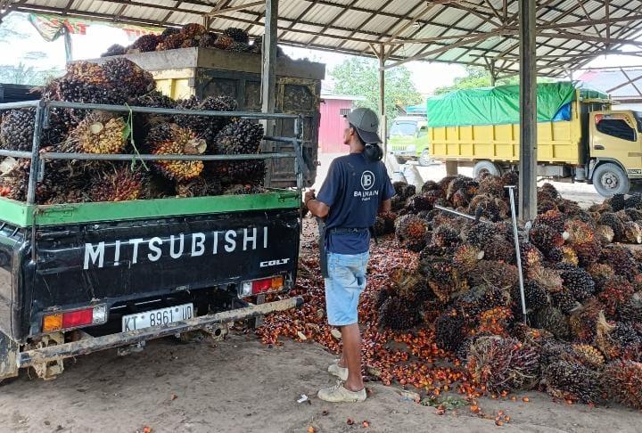 Harga Naik, Produksi Kebun Sawit di Kalteng Malah Merosot