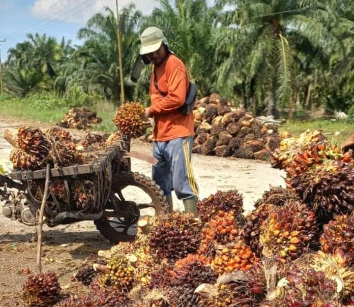 Harga TBS Sawit Swadaya di Riau Ikutan Tergelincir