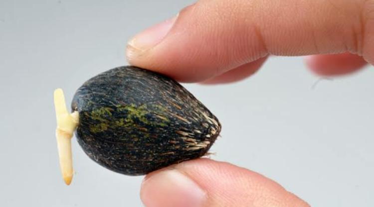 IPB Kenalkan Dua Varietas Benih Sawit Anti Gagal Panen di Cuaca Ekstrem