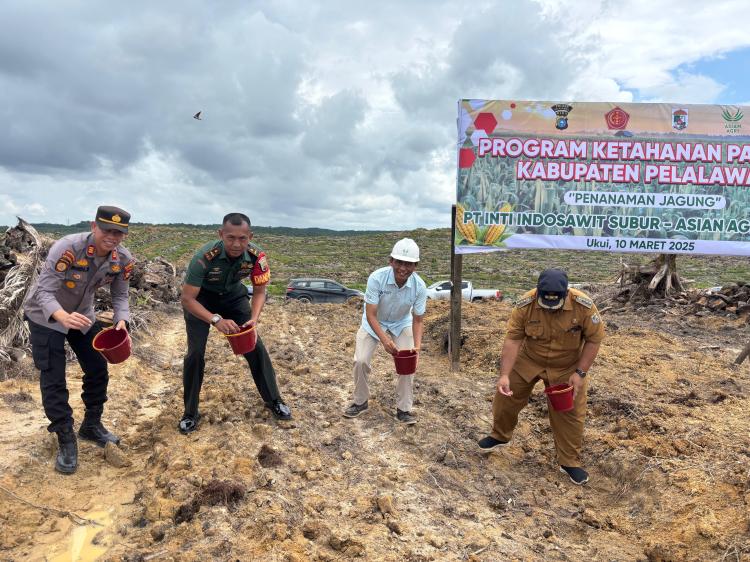 PT IIS Gelar Tanam Jagung Perdana di Lahan Replanting Sawit di Ukui