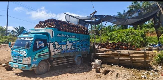 Sempat Anjlok Pekan Lalu, Harga TBS Sawit di Sumut Menanjak Lagi