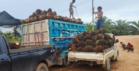 Pertengahan Ramadhan, Harga Sawit Swadaya di Sumut Kembali Bergairah