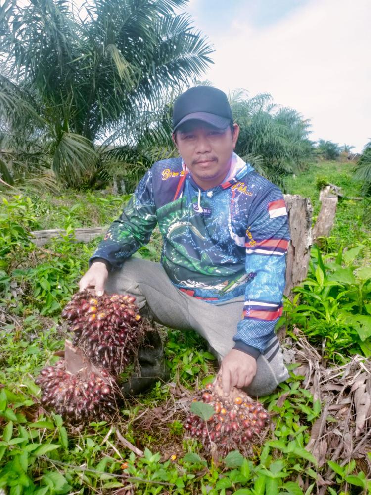 Petani Kaltim Happy, Produksi Mulai Naik, Harga TBS Juga Moncer