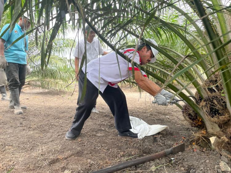 Pemkab Bengkulu Utara Terbitkan SE Harga TBS Jelang Lebaran, Aspek-PIR Acungi Jempol