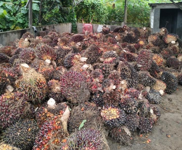 Harga TBS Sawit Swadaya di Sumut Tertinggi Capai Rp 3.260/Kg