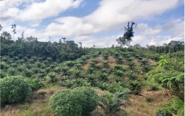 Petani Sawit Swadaya di Berau Terus Didorong Bermitra dengan Perusahaan