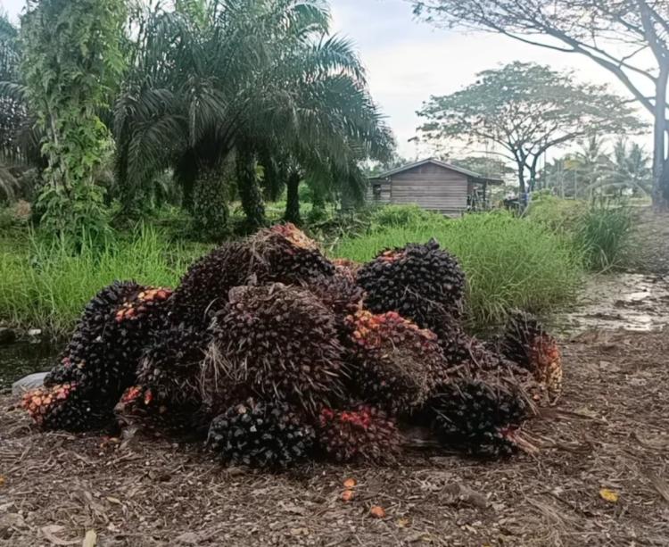 Pabrik Sawit di Rohil Diminta Utamakan TBS Petani Sekitar