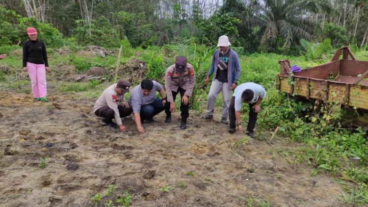 Lahan Sawit PT BPTM Ditanami Jagung Pipil Pola Tumpang Sari