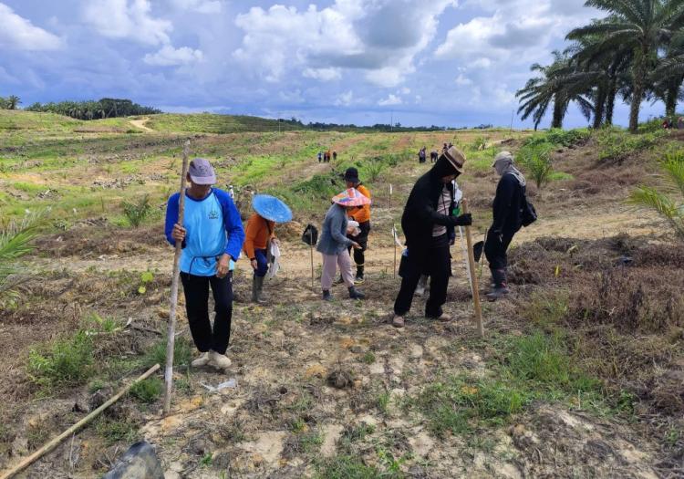 Areal Replanting PTPN IV di Sanggau Ditanami Jagung Pola Tumpang Sari