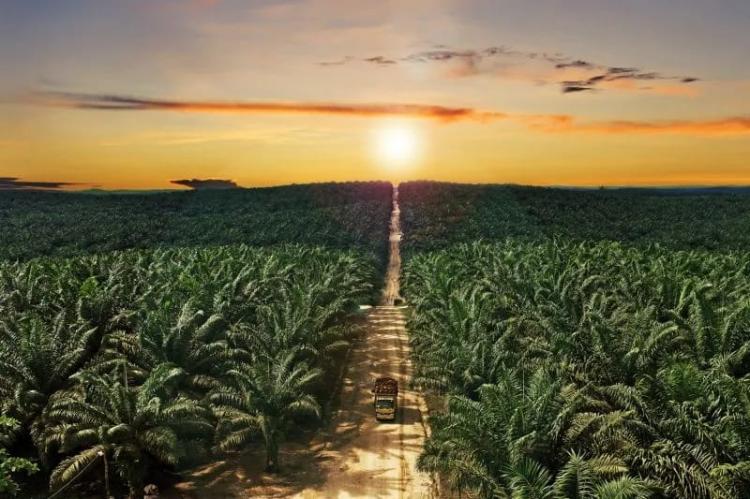 Emiten Kelapa Sawit PT Teladan Prima Agro Tbk (TLDN) Catatkan Laba Bersih Rp 825,59 Miliar di 2024