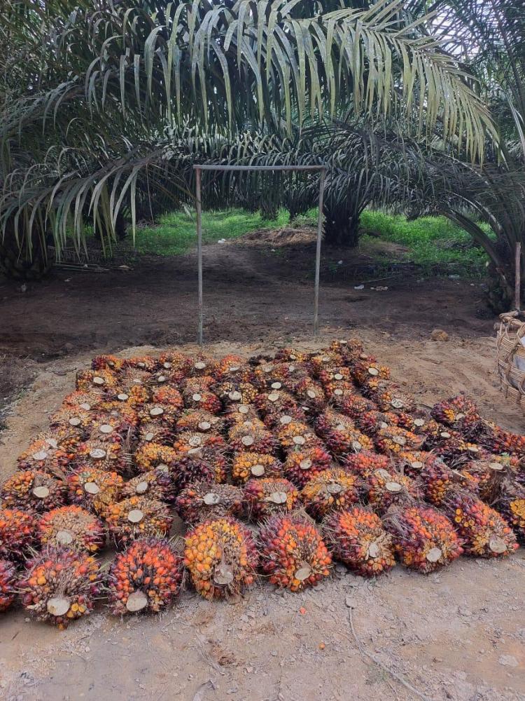 Ikut PSR, Petani Mitra Binaan PTPN IV PalmCo Cuan Besar