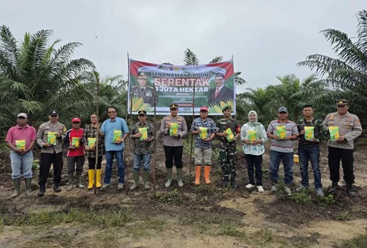 Lahan Sawit PT PR di Pangkalan Kerinci Ditanami Jagung Sistem Tumpang Sari