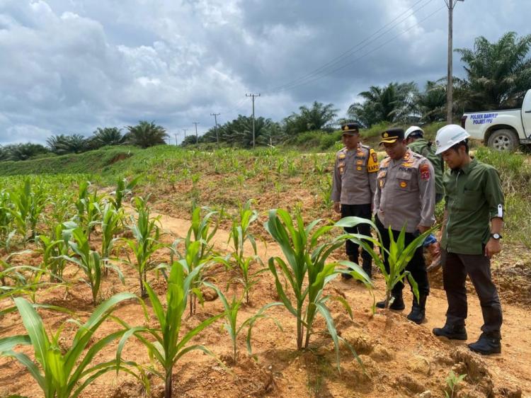 Pertumbuhan Jagung di Lahan Sawit PT STN Terus Dipantau