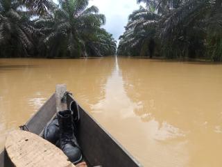 Hampir Sepekan 500 Hektar Kebun Sawit Koppsa-M Terendam