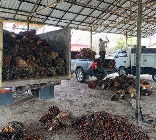 Makin Moncer, Harga TBS Sawit di Sumbar Sentuh Rp 3.757,95/Kg