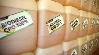 Pengembangan Biodiesel Berlanjut, Pemerintah Upayakan Harga Sawit Stabil