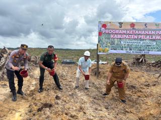 PT IIS Gelar Tanam Jagung Perdana di Lahan Replanting Sawit di Ukui