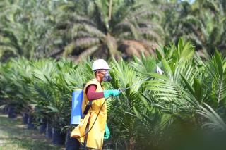Tancap Gas! PTPN III Siap Tambah Lahan Sawit 59 Ribu Hektare