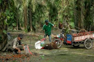 Turun Tipis, tapi Harga TBS Sawit di Sumbar Masih Mentereng