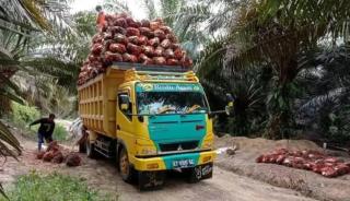 Pertahankan ANKT, Disbun Berau Pelototi Perusahaan Perkebunan